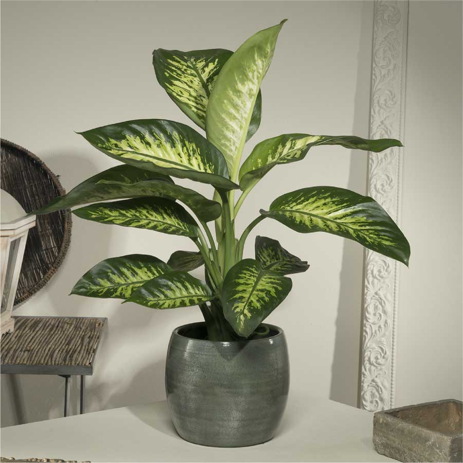 Dieffenbachia: Guida alla Cura e Coltivazione