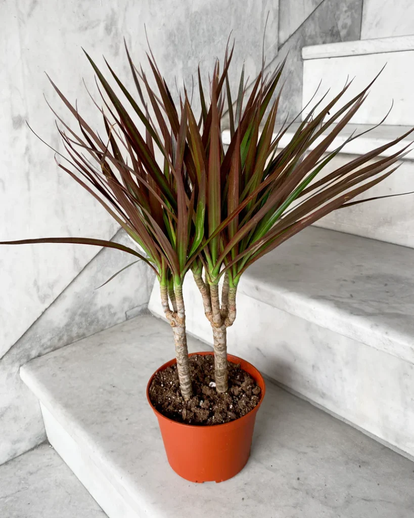Dracaena Marginata: Guida Completa alla Cura