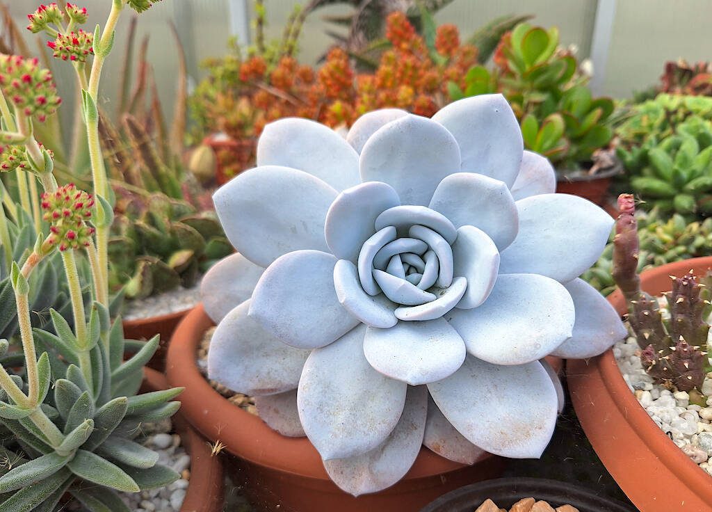 Echeveria