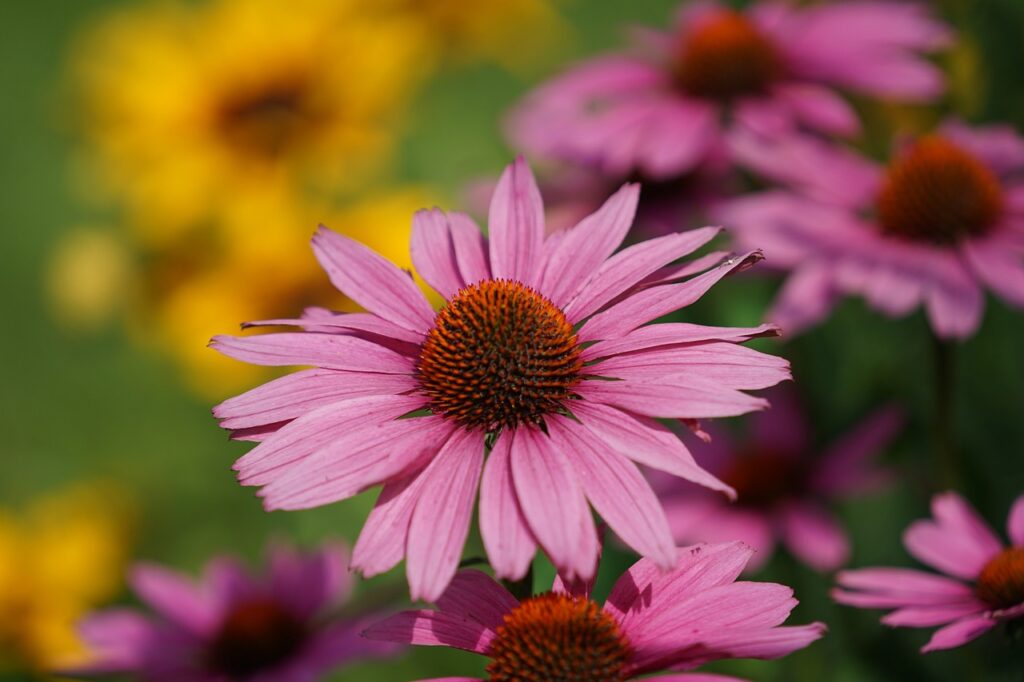Echinacea: un fiore splendido e alleato della salute