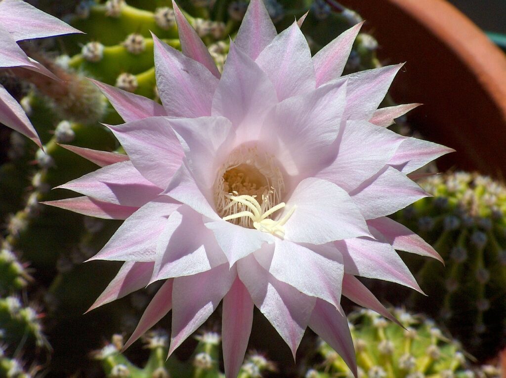 Echinopsis: il fascino dei cactus fioriti