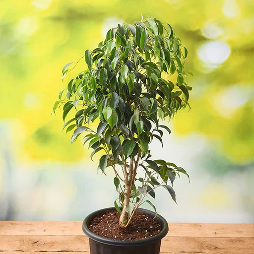 Ficus Benjamina: Cura e Caratteristiche