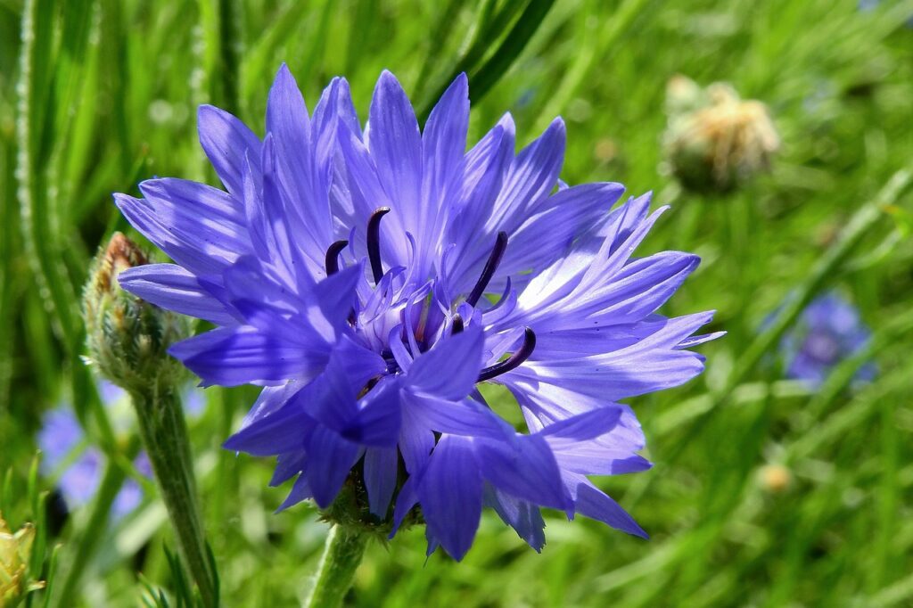 Fiordaliso: un fiore elegante tra bellezza e simbolismo