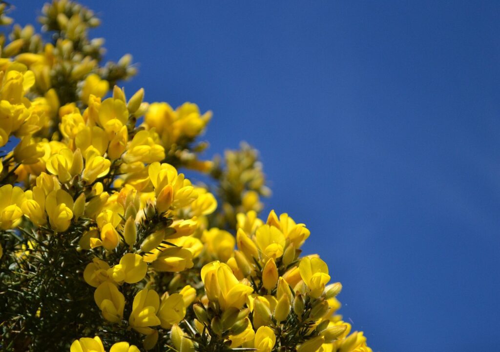 Ginestra: caratteristiche, coltivazione e significato
