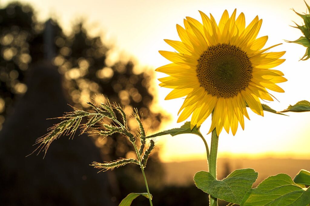Girasole: simbolismo, coltivazione e benefici di un fiore solare