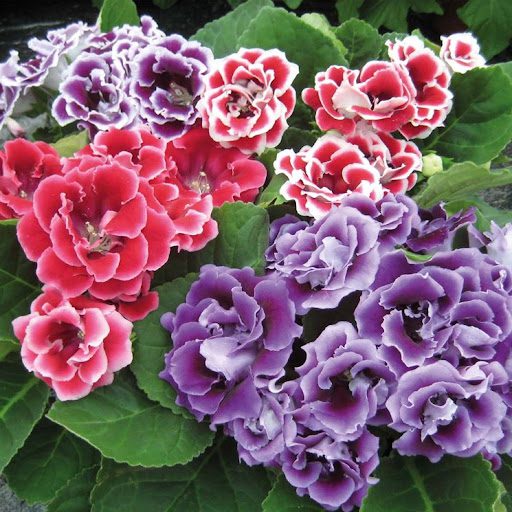 Gloxinia