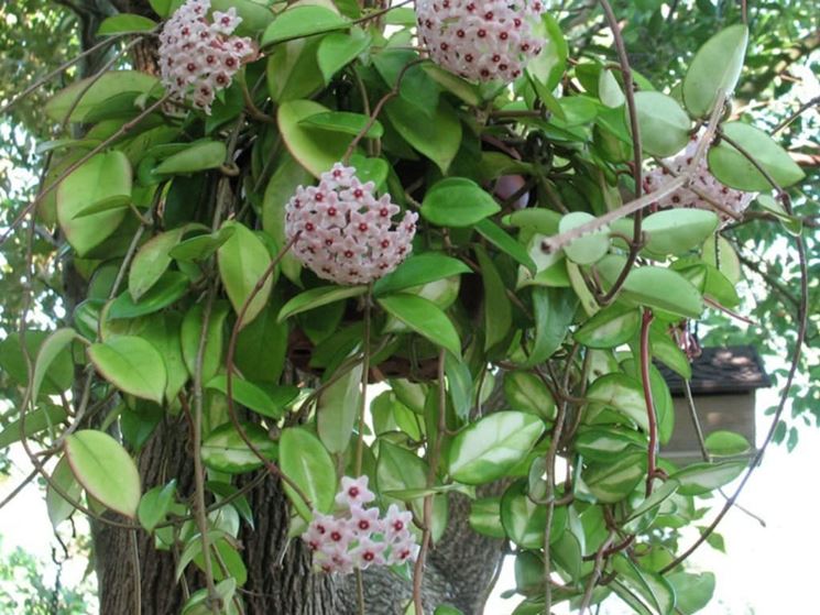Hoya: Guida alla Cura e Coltivazione della Pianta di Cera