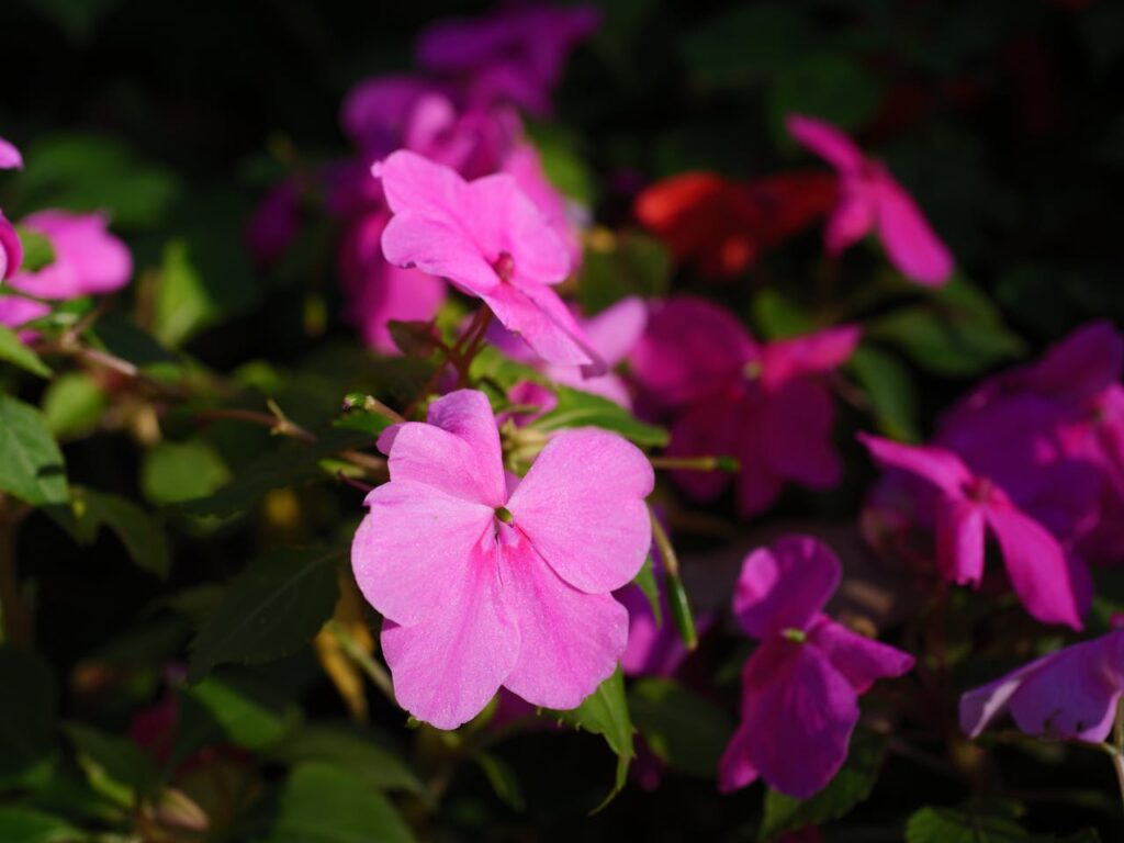Impatiens: caratteristiche, coltivazione e cura