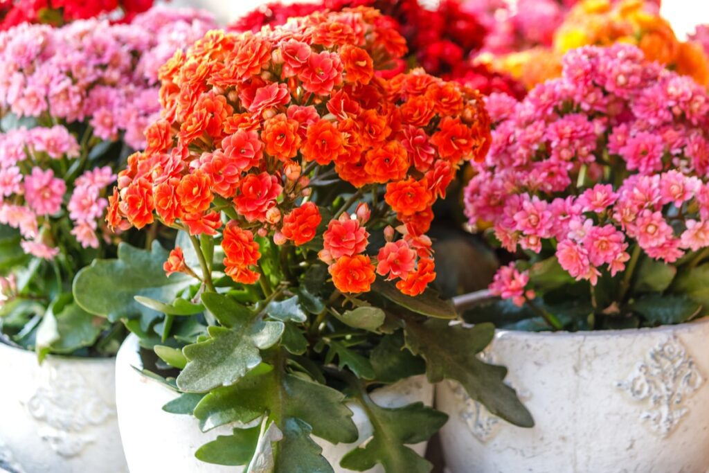 Kalanchoe: Guida Completa