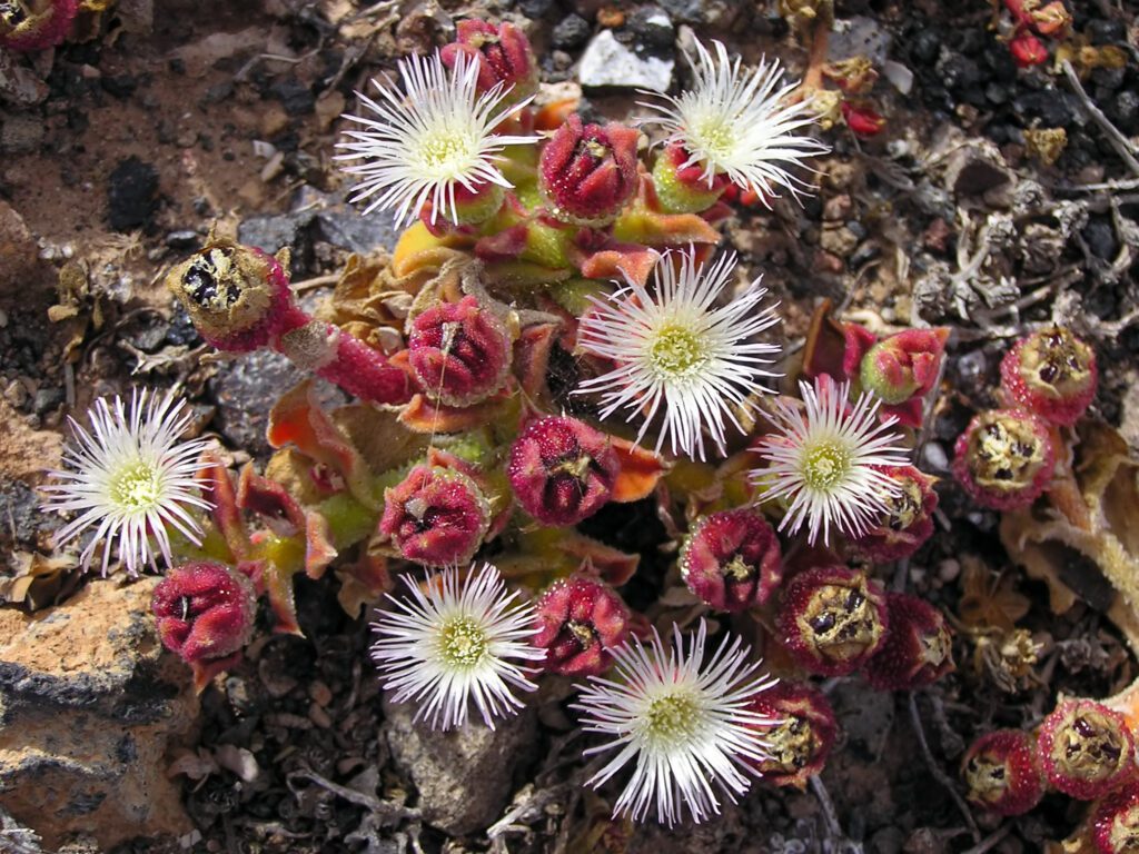 Mesembryanthemum