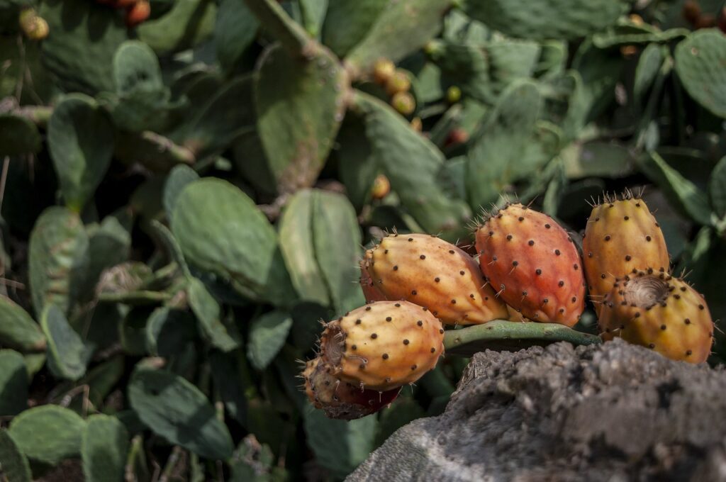 Opuntia: caratteristiche, proprietà e coltivazione