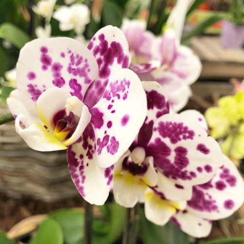 Orchidea Phalaenopsis