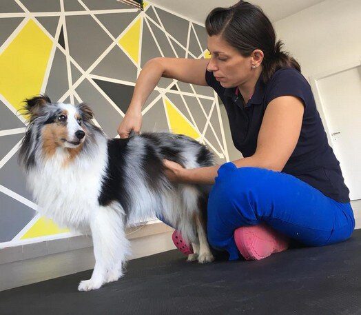 Osteopatia Animale: Benefici e Applicazioni per la Salute degli Animali