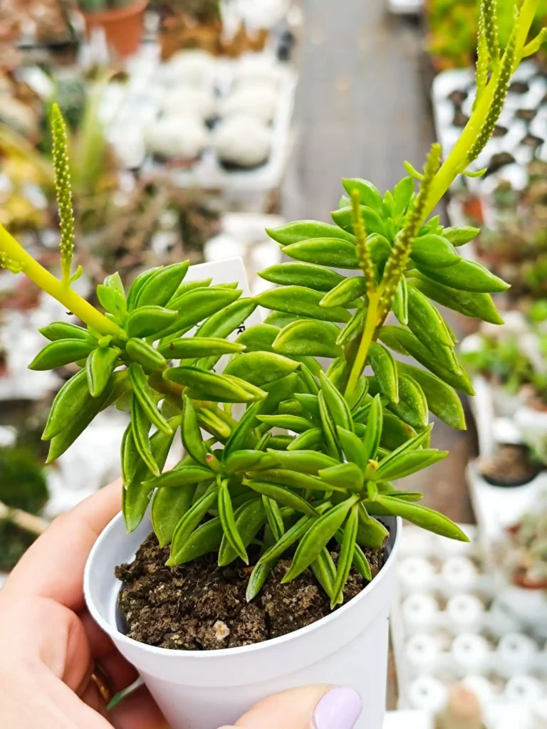 Peperomia: Cura, Coltivazione e Caratteristiche