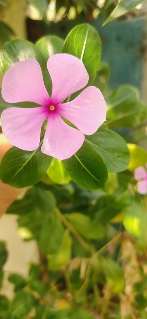 Pervinca: un gioiello per giardini e salute