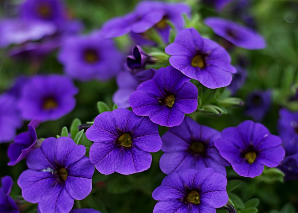 Petunia: un fiore vivace per ogni giardino