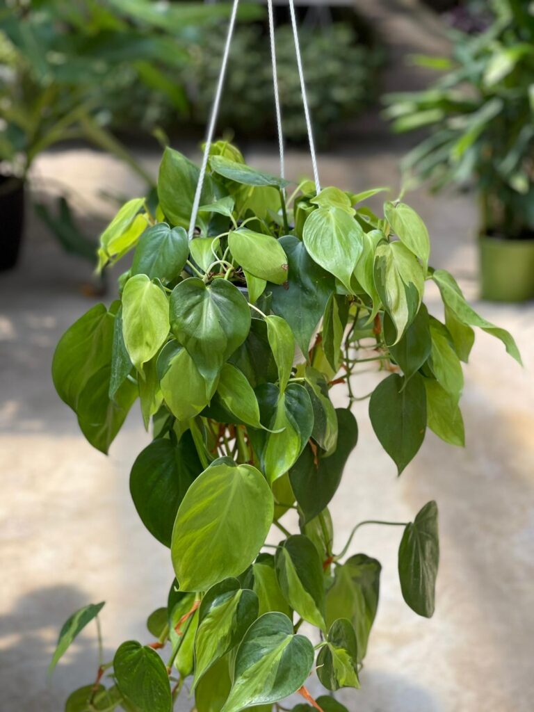 Philodendron Scandens: Cura e Caratteristiche