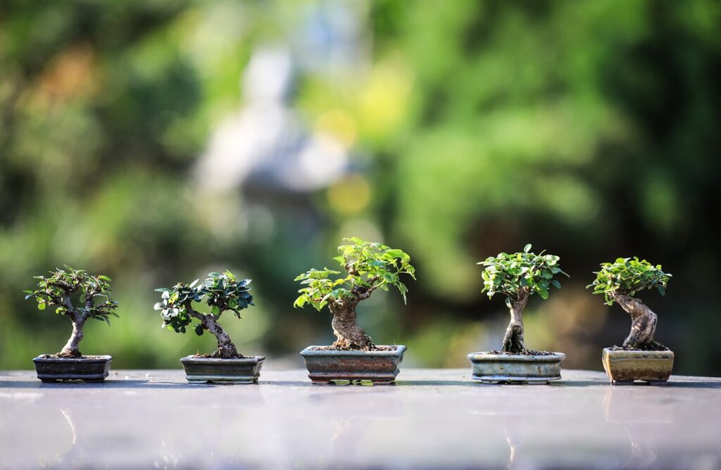 Piante ornamentali: guida alle più belle e facili da curare