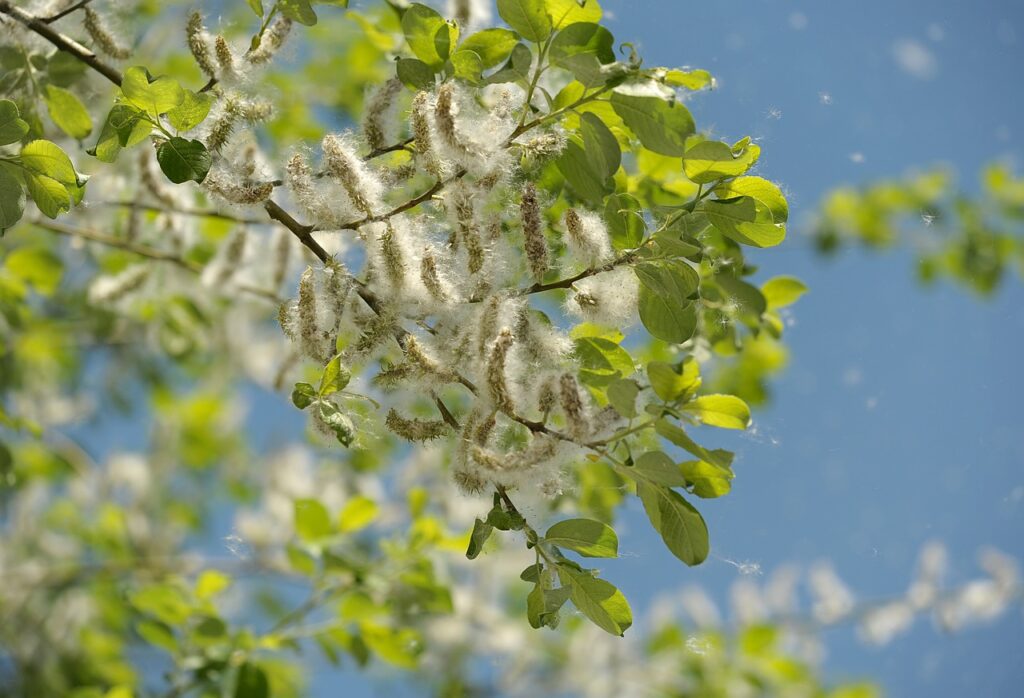 Il pioppo: un albero versatile tra natura e utilità