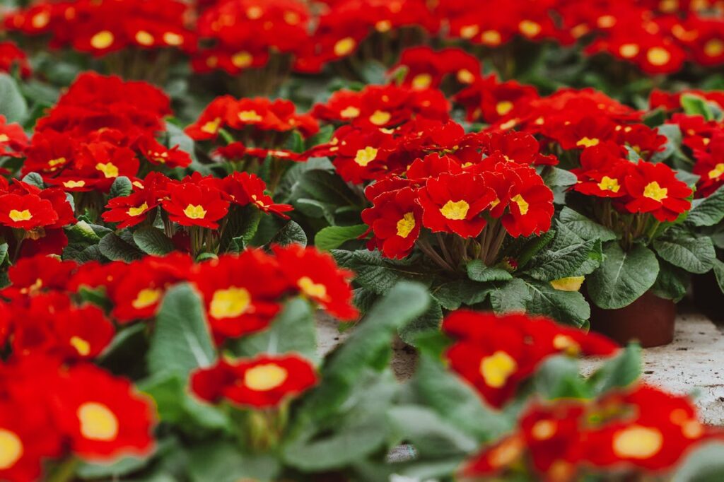 Primula: il fiore che annuncia la primavera