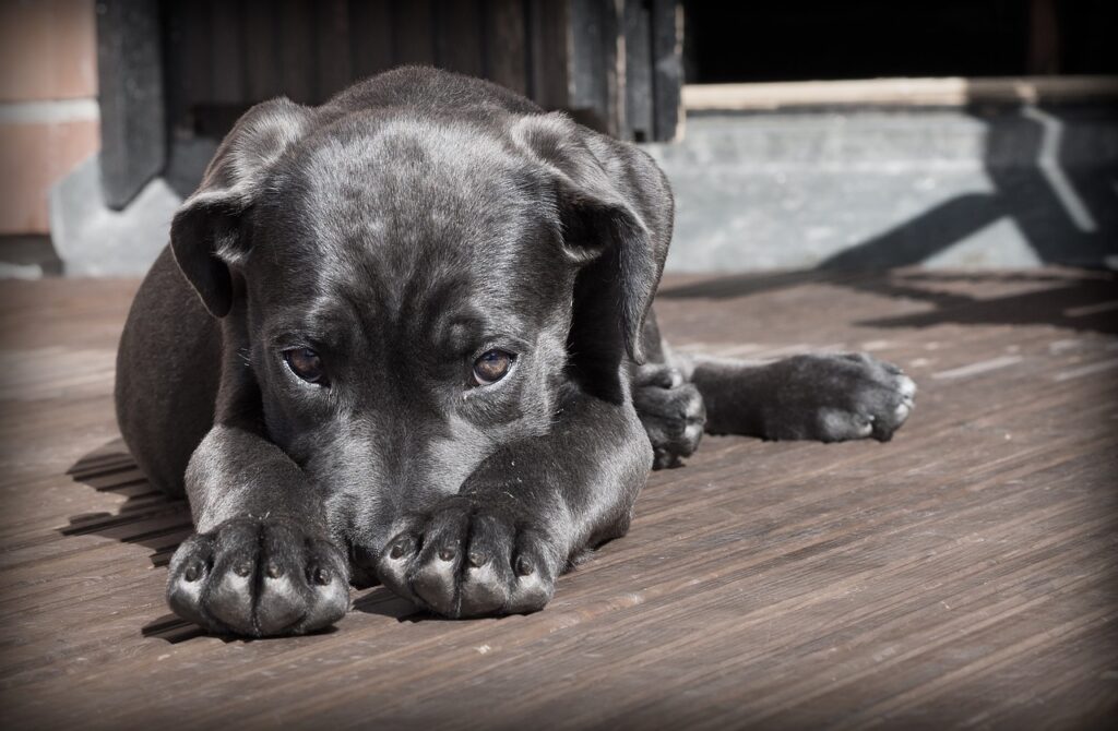 Problemi al fegato del cane: sintomi, cause e trattamenti