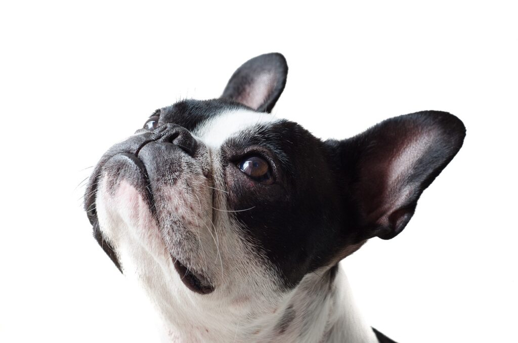 Problemi alla pelle del cane: cause comuni, sintomi e soluzioni