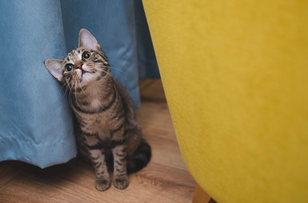 Problemi alla pelle nel gatto: sintomi, cause e soluzioni