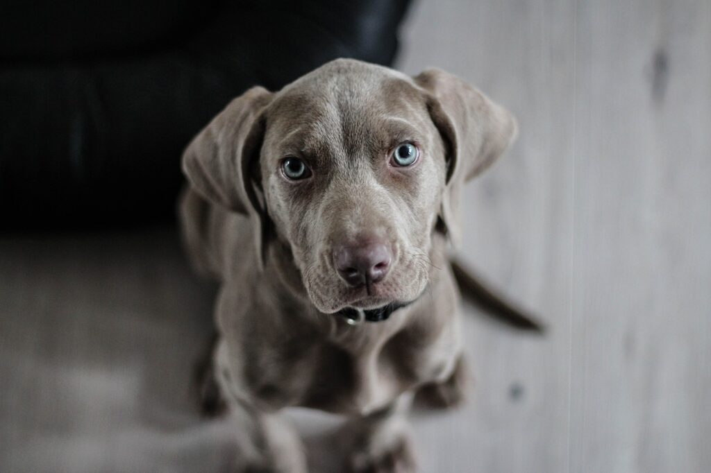 Problemi renali del cane: sintomi, cause e cure