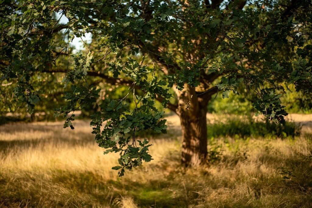 Quercia: una pianta simbolo di forza e longevità