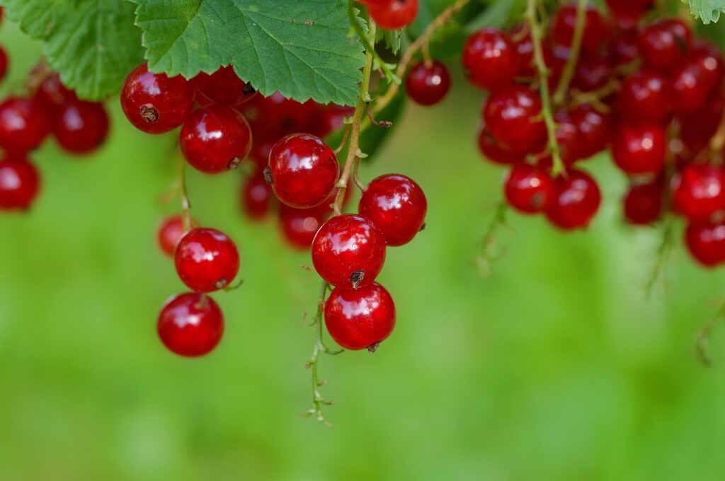 Ribes: proprietà, benefici e utilizzi