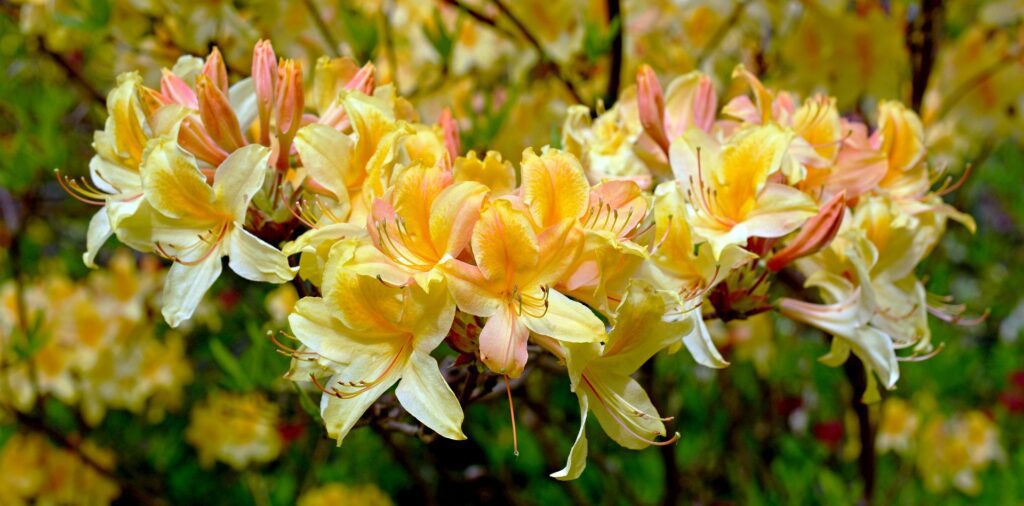 Rododendro: bellezza e cura del gigante dei giardini