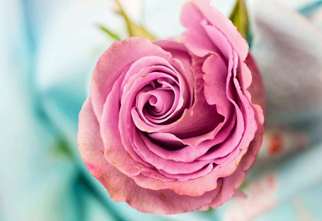 Rosa: simbolo, storia e cura della regina dei fiori