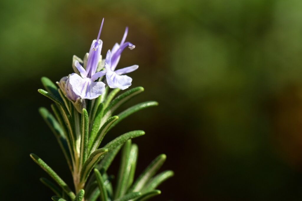 Rosmarino: una pianta aromatica dai mille benefici