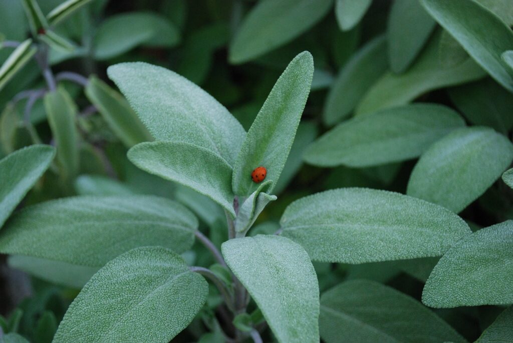 Salvia: un’erba aromatica dalle proprietà straordinarie