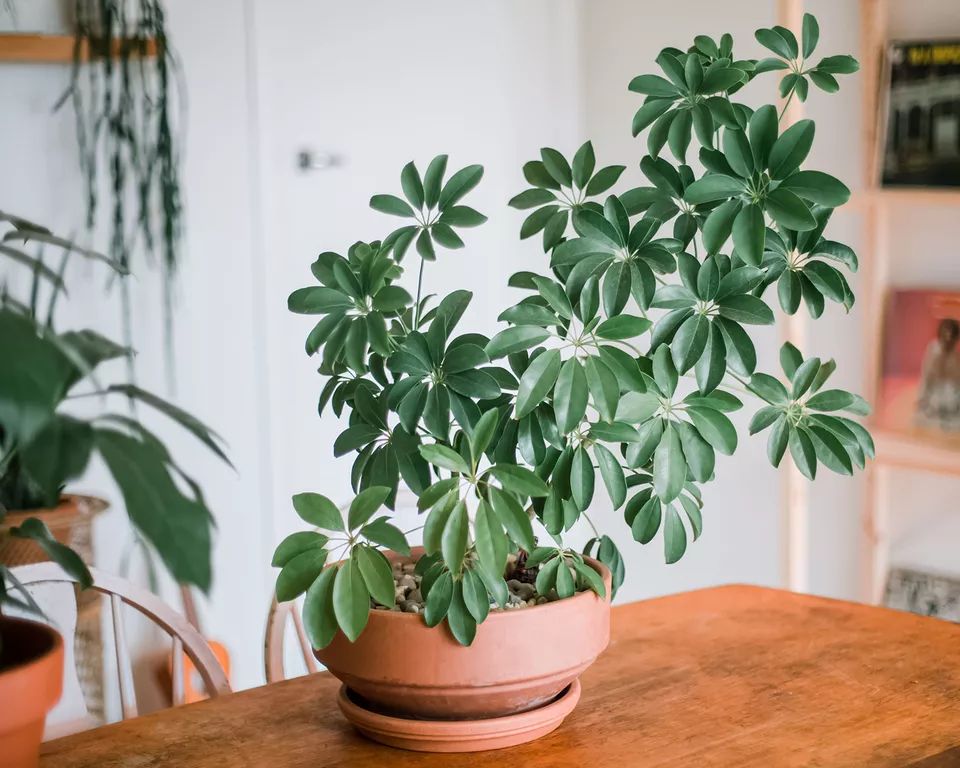 Schefflera: Cura, Coltivazione e Caratteristiche
