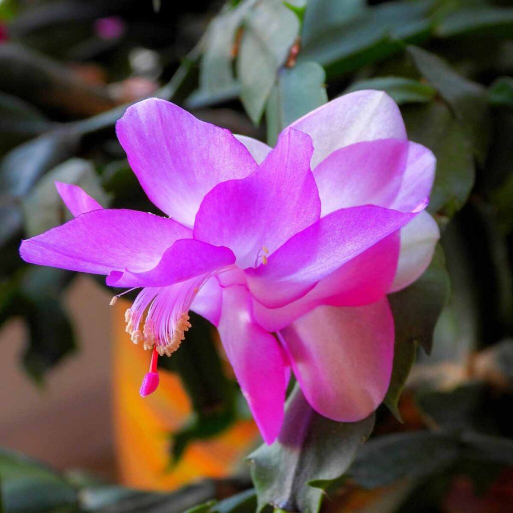 Schlumbergera: Guida Completa alla Cura e Coltivazione
