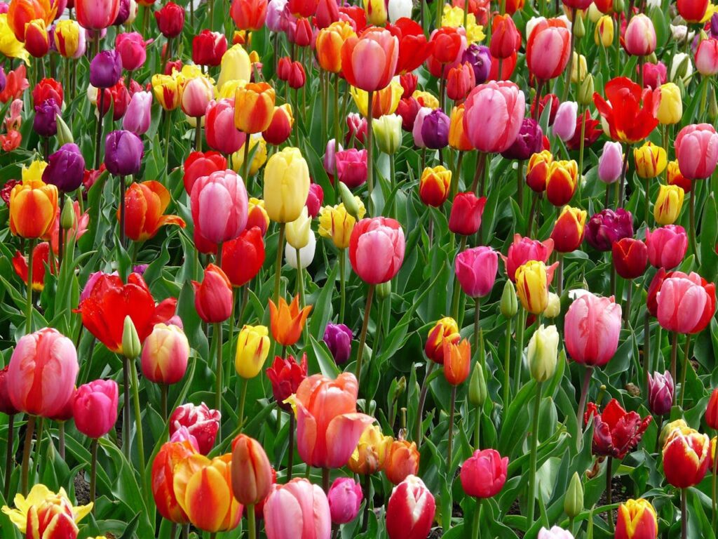 Tulipano: origini, coltivazione e simbologia di un fiore elegante