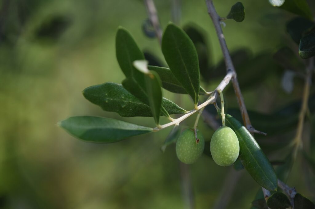 Ulivo: simbolo di pace, longevità e ricchezza mediterranea