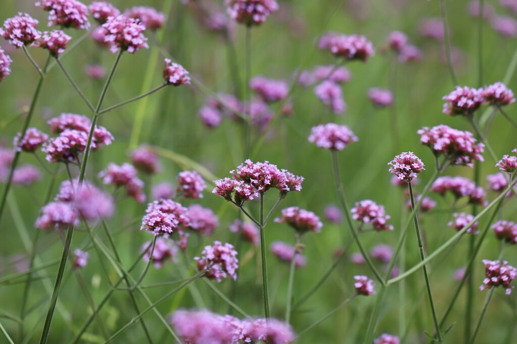 Verbena: proprietà, usi e benefici per il benessere