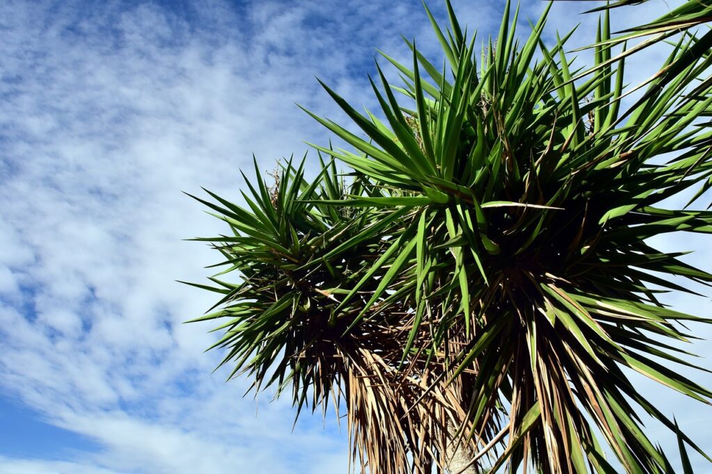 Yucca: caratteristiche, benefici e utilizzi