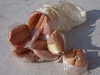 Aglio e Batteri