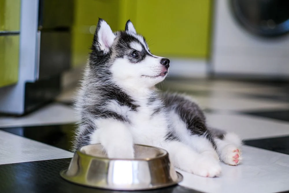 Alimentazione per un Husky: Guida Completa