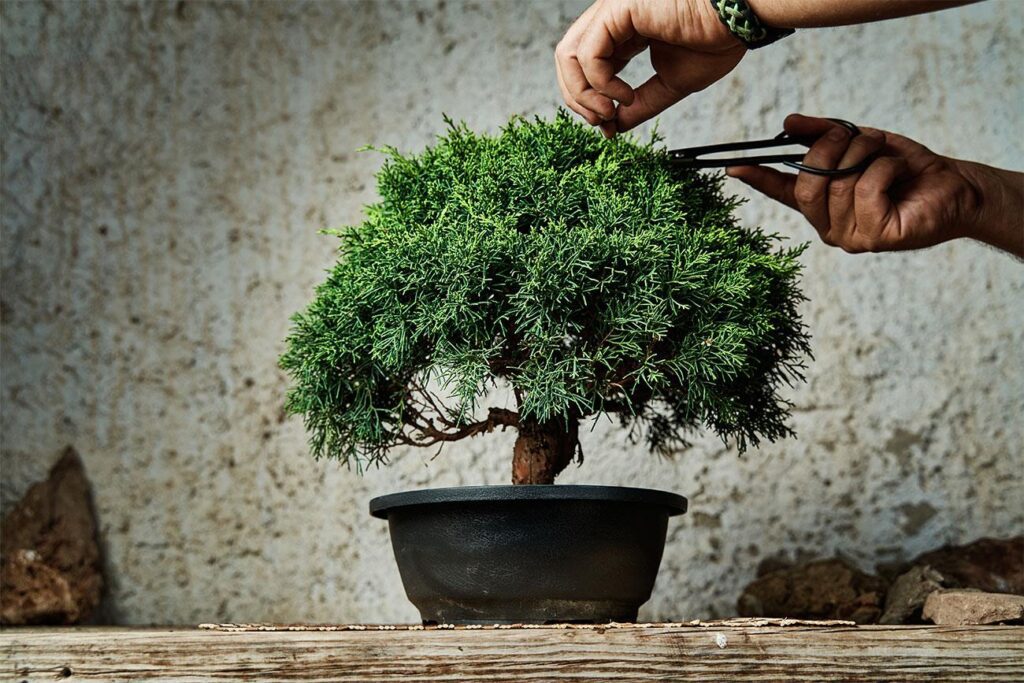 Come Coltivare un Bonsai: Guida Pratica per Principianti