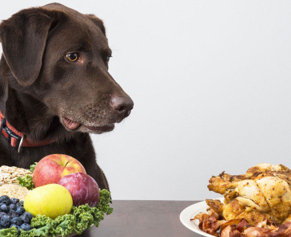 Alimenti Tossici per i Cani