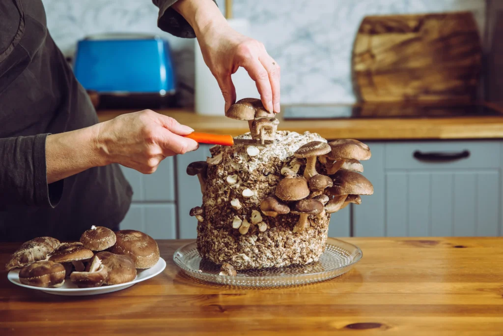 Come Coltivare i Funghi