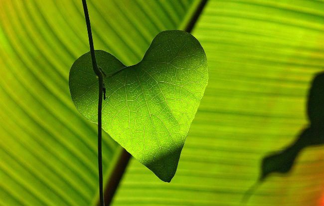 Terapie Naturali per il Cuore: Erbe, Integratori e Abitudini Salutari
