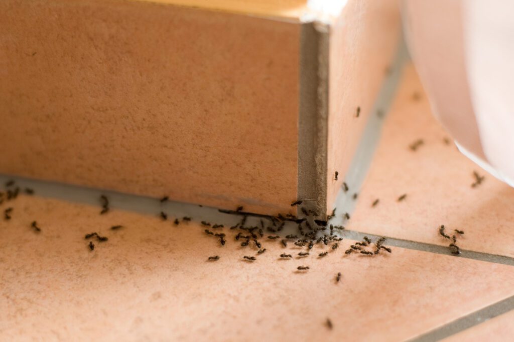 Trattamenti naturali contro le formiche