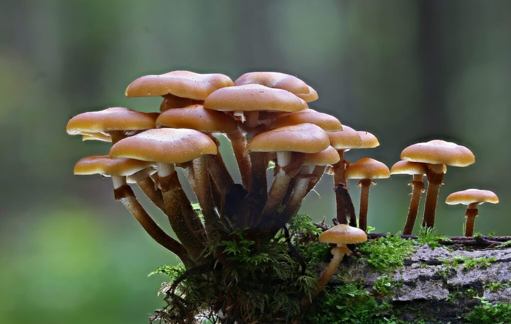 I benefici dei funghi