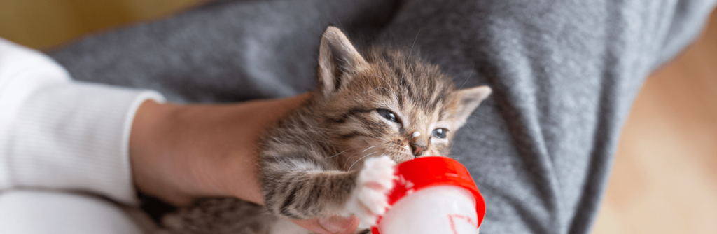 Alimentazione per un Gattino di 2 Mesi: Cosa e Quanto