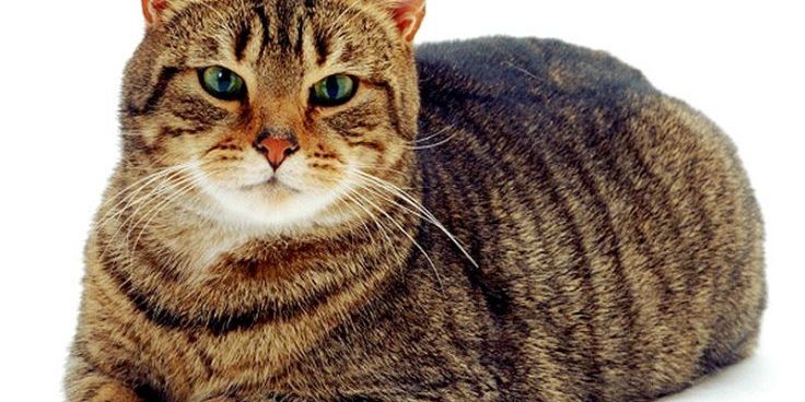 Problemi al Pancreas nel Gatto
